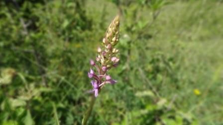 Orchis odoratissima3.jpg